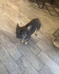 Reunited Male Dog last seen Chula Vista, CA 91910, USA, Chula Vista, CA 91910