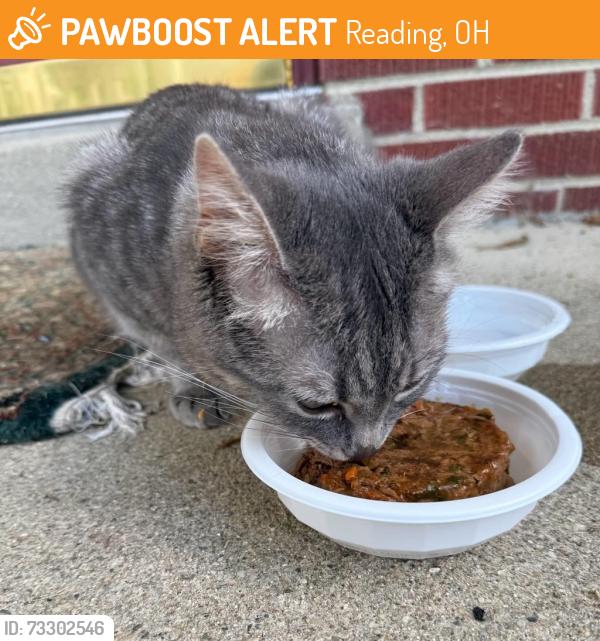 Found/Stray Male Cat last seen West Crest neighborhood off Hunt Road, Reading, OH 45215