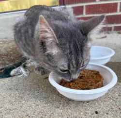 Found/Stray Male Cat last seen West Crest neighborhood off Hunt Road, Reading, OH 45215