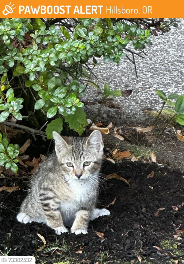 Found/Stray Unknown Cat last seen NE vino ct, Hillsboro, OR 97124