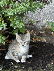 Found/Stray Unknown Cat last seen NE vino ct, Hillsboro, OR 97124