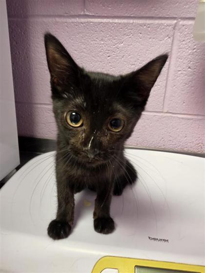 Shelter Stray Male Cat last seen Near Pandora, CITY of El Paso, TX, 5001 Fred Wilson Ave, El Paso, TX 79906, USA