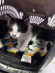 Shelter Stray Female Cat last seen Near N. Zaragoza, CITY of El Paso, TX, 5001 Fred Wilson Ave, El Paso, TX 79906, USA