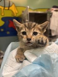 Shelter Stray Male Cat last seen Near freeway off Lakeshore, Oakland, CA, 1101 29th Ave, Oakland, CA 94601, USA