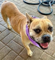 Shelter Stray Female Dog last seen Near Paintbrush Dr, 75149, TX, 1650 Gross Rd, Mesquite, TX 75149, USA