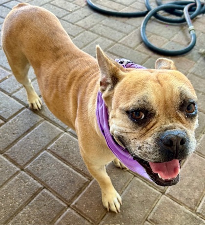 Shelter Stray Female Dog last seen Near Paintbrush Dr, 75149, TX, 1650 Gross Rd, Mesquite, TX 75149, USA