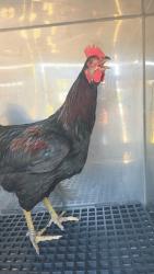 Shelter Stray Male Chicken last seen Near Jardin Dr, 75181, TX, 1650 Gross Rd, Mesquite, TX 75149, USA