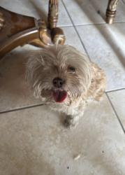 Reunited Female Dog last seen Cathedral Canyon and Ramon Rd, Cathedral City, CA 92234