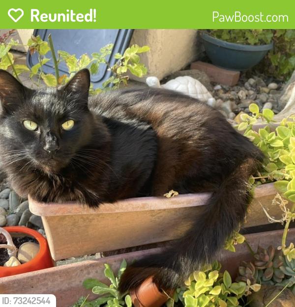 Reunited Male Cat last seen Somerset Highlands, Vallejo, CA 94591