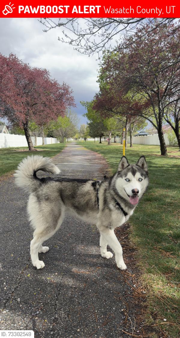 Lost Male Dog last seen Wolf creek campground, Kamas, UT 84036