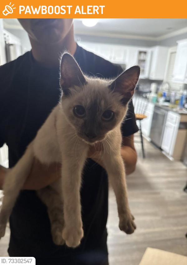 Found/Stray Unknown Cat last seen Corner of WOW rd and Old Castle Dr, Randolph County, NC 27317