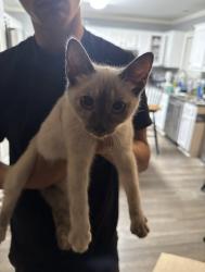 Found/Stray Unknown Cat last seen Corner of WOW rd and Old Castle Dr, Randolph County, NC 27317