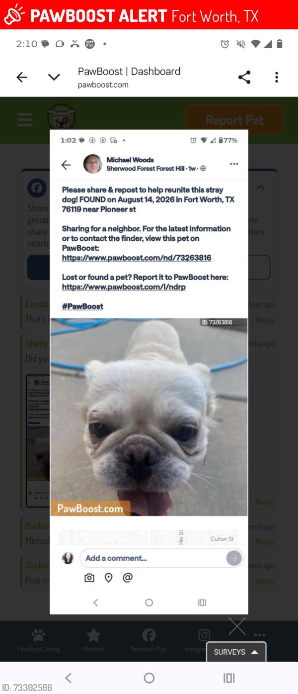 Lost Male Dog last seen Pioneer st, Fort Worth, TX 76119