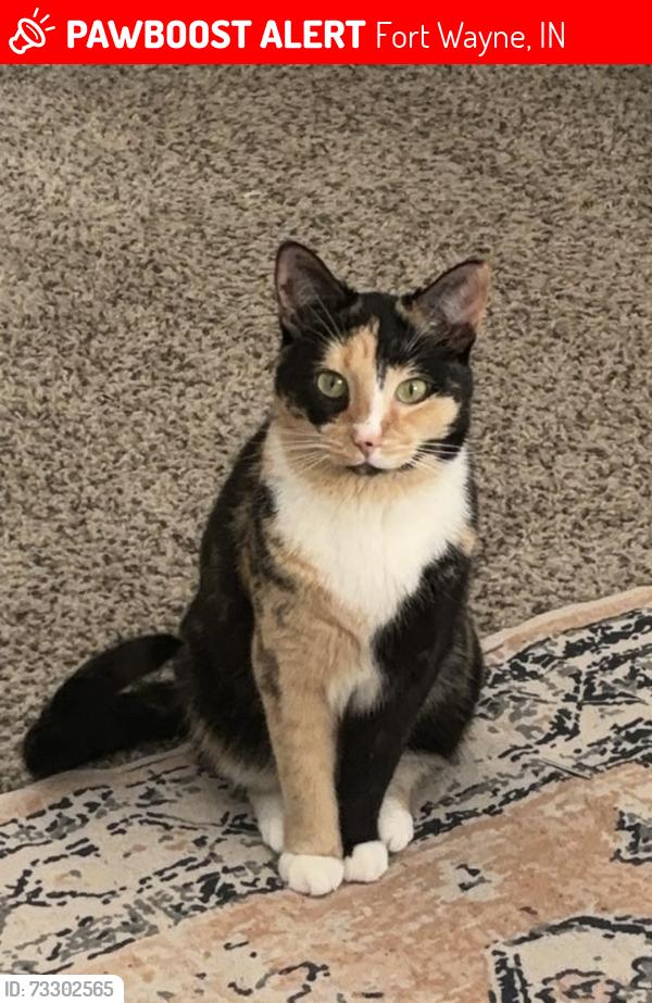 Lost Female Cat last seen The Grand apartments, Fort Wayne, IN 46835