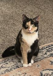 Lost Female Cat last seen The Grand apartments, Fort Wayne, IN 46835