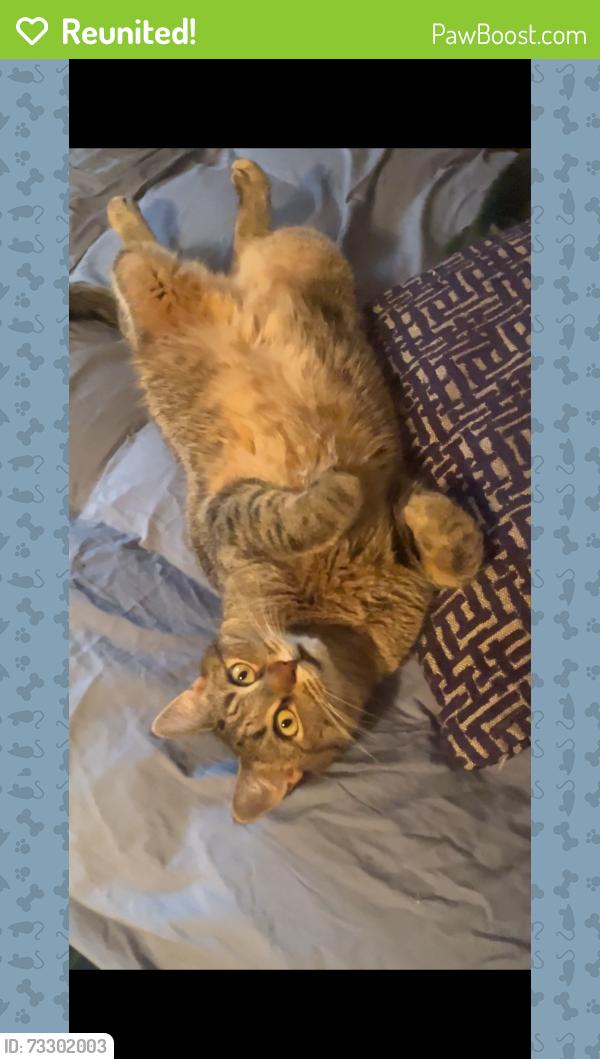 Reunited Male Cat last seen Near 4th Street & Cole Street Jersey City, Jersey City, NJ 07302