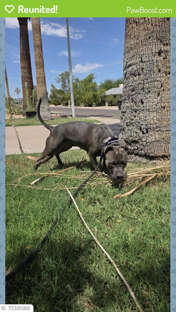 Reunited Female Dog last seen 70th St and McDowell, Scottsdale, AZ 85257