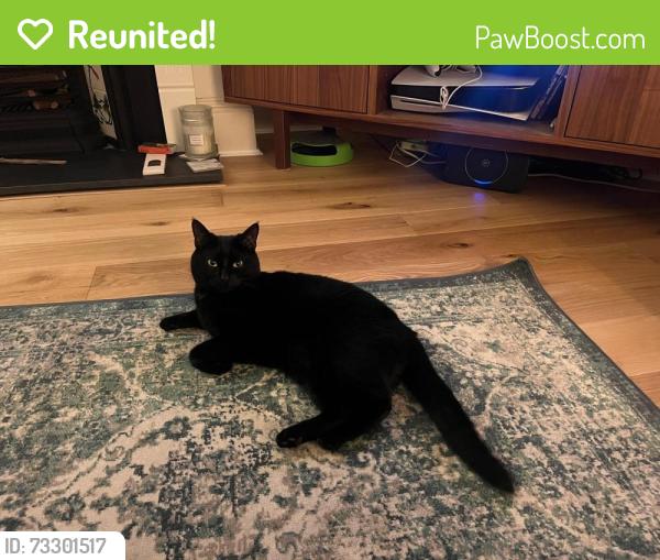 Reunited Female Cat last seen Wernbrook Street, Greater London, England SE18 7RX