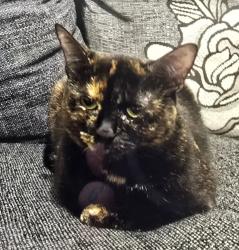 Reunited Female Cat last seen Morville cresent, North Ayrshire, Scotland 