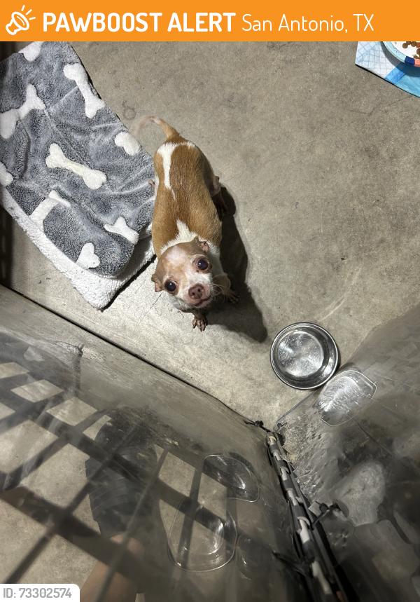 Found/Stray Female Dog last seen Prue Rd and Babcock, San Antonio, TX 78240