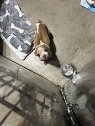 Found/Stray Female Dog last seen Prue Rd and Babcock, San Antonio, TX 78240
