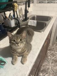 Lost Male Cat last seen Eglinton and dufferin, Toronto, ON M6E 3S4