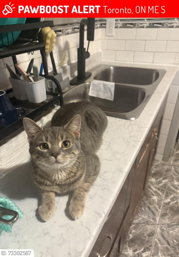 Lost Male Cat last seen Eglinton and dufferin, Toronto, ON M6E 3S4