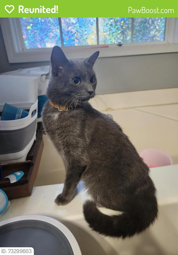 Reunited Unknown Cat last seen Off of Harve Mathis Road, Athens, GA 30601