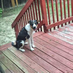 Reunited Unknown Dog last seen Uvalda and Florida, Aurora, CO 80247