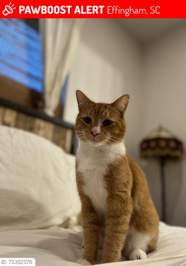 Lost Male Cat last seen Ballpark Road, Effingham, SC 29541