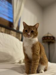 Lost Male Cat last seen Ballpark Road, Effingham, SC 29541