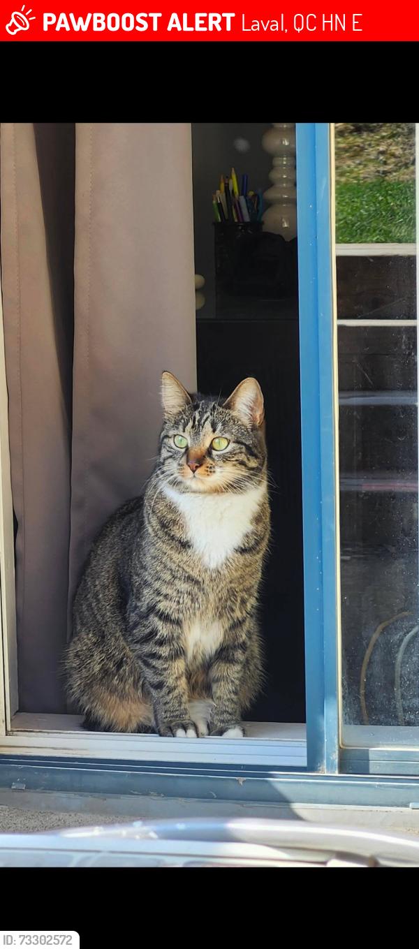 Lost Female Cat last seen Avenue Ampère Laval, Laval, QC H7N 6E6