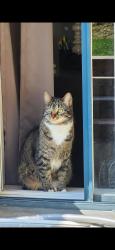 Lost Female Cat last seen Avenue Ampère Laval, Laval, QC H7N 6E6