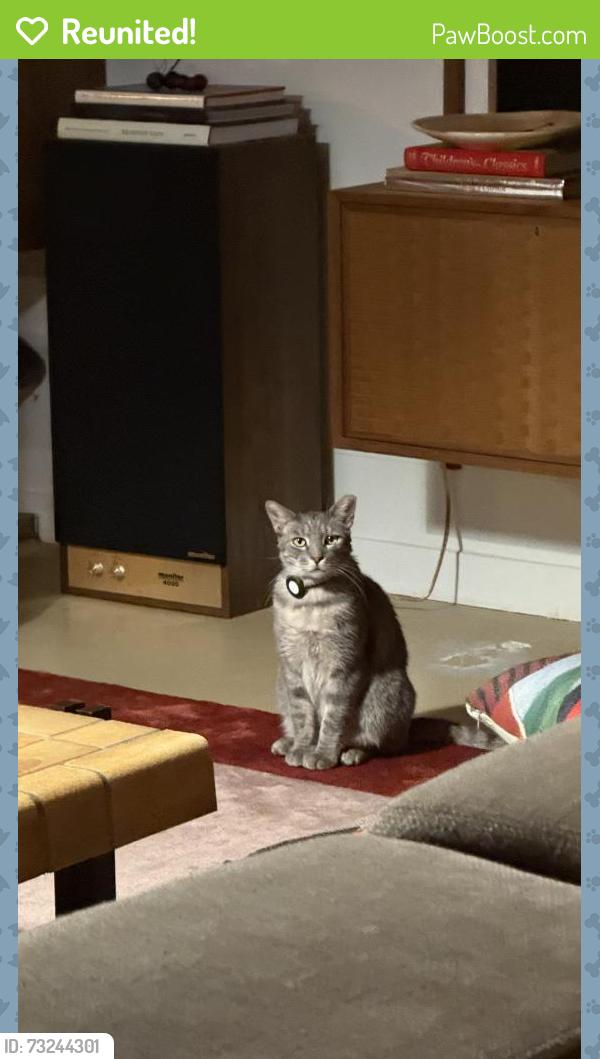 Reunited Male Cat last seen Redondo Blvd and Blackwelder St, Los Angeles, CA 90016