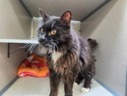 Shelter Stray Female Cat last seen Near S Gadgell Court, SALT LAKE CITY, UT, 84111, 511 W 3900 S, Salt Lake City, UT 84123, USA