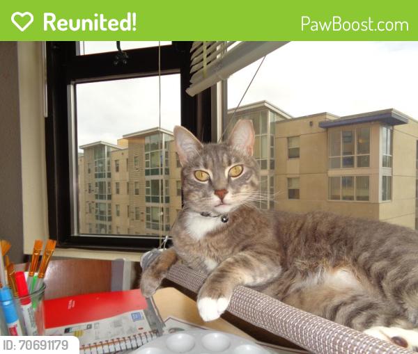 Reunited Female Cat last seen E 21st and 23rd Ave, Oakland, CA 94601
