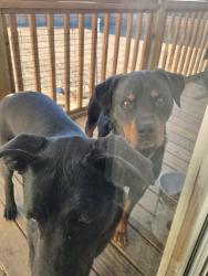 Reunited Male Dog last seen Camelia rd, Four Oaks, NC 27524