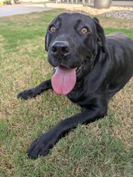 Reunited Female Dog last seen Bobhird Drive, San Diego, CA 92119