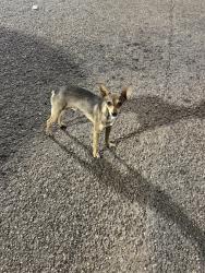 Reunited Male Dog last seen Near Houston Hwy, Victoria, TX 77901, USA, Victoria, TX 77901