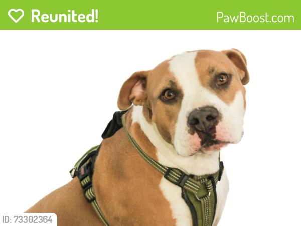 Reunited Female Dog last seen Hillsdale drive, West Valley City, UT 84119