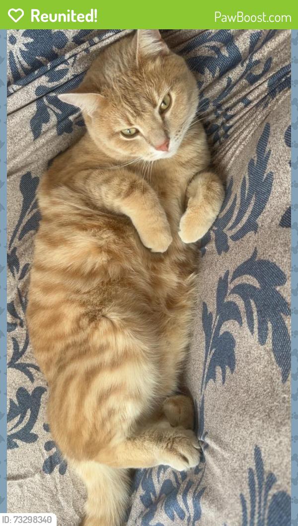 Reunited Male Cat last seen Primrose road, Greater London, England E18 1RB