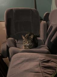 Found/Stray Male Cat last seen 23rd greenfield by gas station, Milwaukee, WI 53221