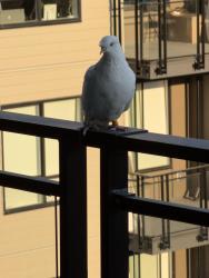 Found/Stray Unknown Bird last seen Near & 94A, Surrey, BC V3V 5W4