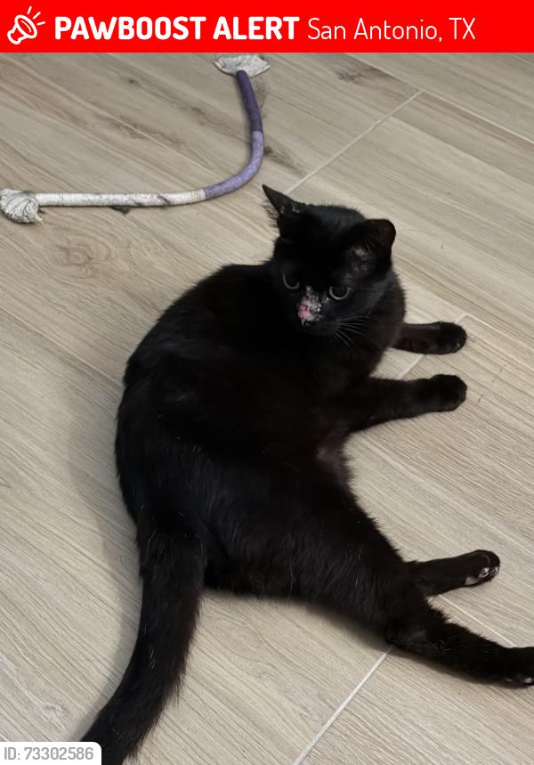 Lost Female Cat last seen Braun and Autumn Sunrise, San Antonio, TX 78254
