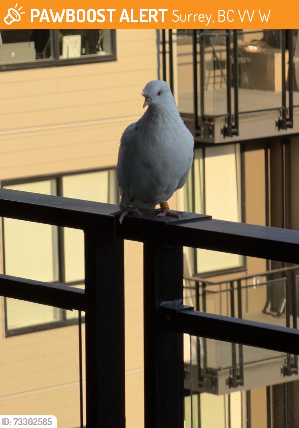 Found/Stray Unknown Bird last seen Near & 94A, Surrey, BC V3V 5W4