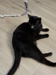 Lost Female Cat last seen Braun and Autumn Sunrise, San Antonio, TX 78254