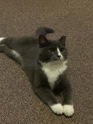 Lost Male Cat last seen Maples Branch Road, Sevierville, TN 37876
