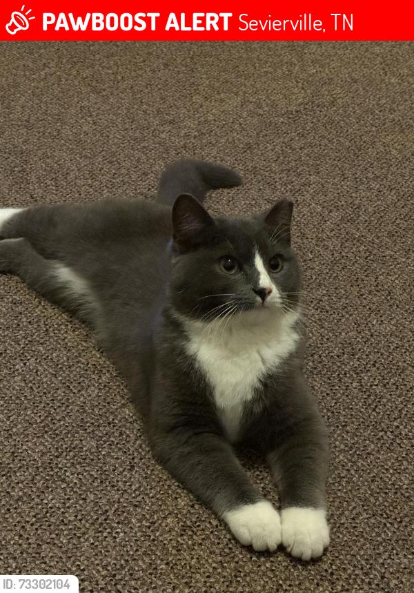 Lost Male Cat last seen Maples Branch Road, Sevierville, TN 37876