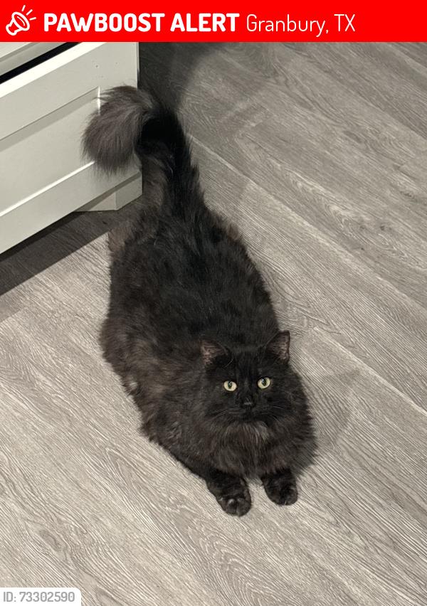 Lost Male Cat last seen Arkansas River Dr., Granbury, TX 76048