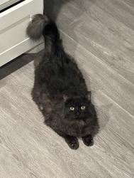 Lost Male Cat last seen Arkansas River Dr., Granbury, TX 76048